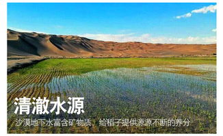 2018年当季新米 沙膜 沙漠大米4kg 源自稻花香 内蒙古特产