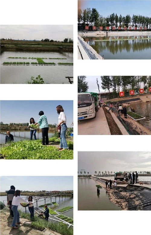 内蒙古包头市水产站组织技术人员指导鱼菜共生项目首批菜苗下塘
